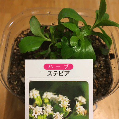 Holy Basil Tulsi Jan 28 2021 14 - Stevia in a PET bottle Self Watering Pot It can be good fertilizer