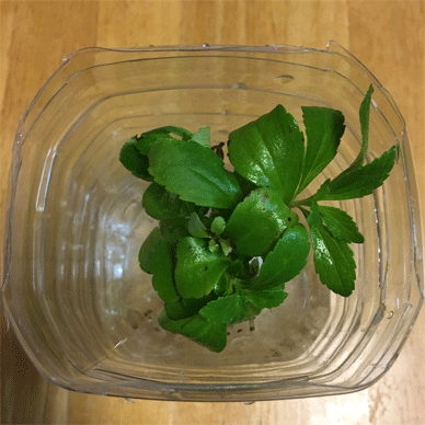 Holy Basil Tulsi Jan 28 2021 17 - Stevia getting ready to be added to Hydroponic System