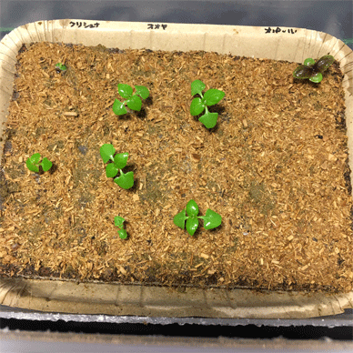 Holy Basil Tulsi Jan 28 2021 43 - Peat Ban the Coco Peat Substrate Stevia Powder and Bamboo Compost Added