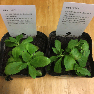 Holy Basil Tulsi Jan 28 2021 9 - Stevia can be good fertilizer