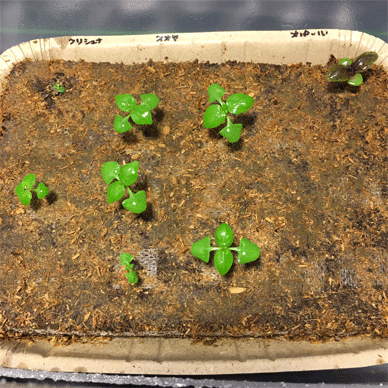 Holy Basil Tulsi Jan 29 2021 1 - Peat Ban the Coco Peat Substrate (Seedlings Day 52 Seeds Day 22)