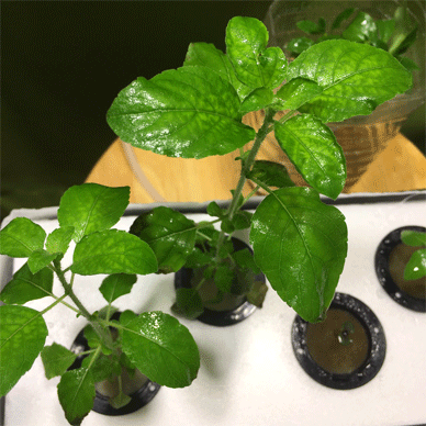 Holy Basil Tulsi Jan 30 2021 12 - Hydroponic System for Krishna Tulsi (Krishna Day 124 Oya Day 35 Opal Day23)