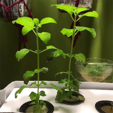 Holy Basil Tulsi Jan 30 2021 13 - Hydroponic System for Krishna Tulsi (Krishna Day 124 Oya Day 35 Opal Day23)