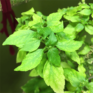 Holy Basil Tulsi Jan 3 2021 17 - Spikes of Outdoor Oya Tulsi in an Screen moved to indoor pot E