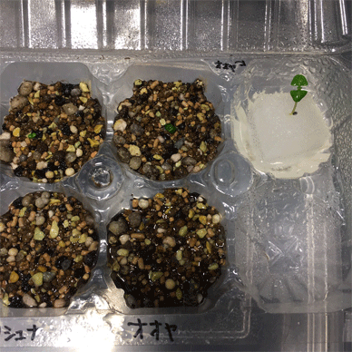 Holy Basil Tulsi Jan 4 2021 19 - Seeds of Oya Tulsi Krishna Tulsi and Dark Opal (Day 27 and Day 9)