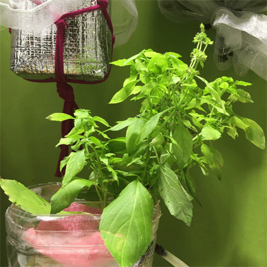 Holy Basil Tulsi Jan 4 2021 30 - Spikes of Outdoor Oya Tulsi in an Screen moved to indoor pot E