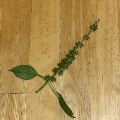 Holy Basil Tulsi Jan 4 2021 33 - Spikes of Outdoor Oya Tulsi in an Screen moved to indoor pot E