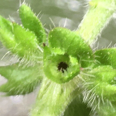 Holy Basil Tulsi Jan 4 2021 35 - Spikes of Outdoor Oya Tulsi in an Screen moved to indoor pot E