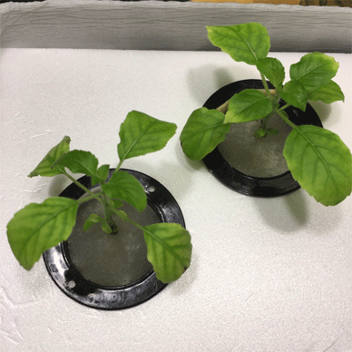 Holy Basil Tulsi Jan 6 2021 15 - New Hydroponic System for Krishna Tulsi (Seedlings Day 100)