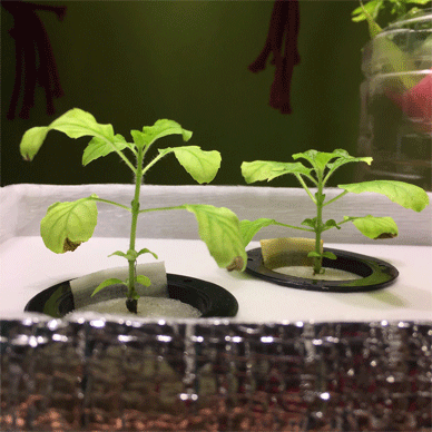 Holy Basil Tulsi Jan 6 2021 16 - New Hydroponic System for Krishna Tulsi (Seedlings Day 100)