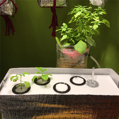 Holy Basil Tulsi Jan 6 2021 17 - New Hydroponic System for Krishna Tulsi (Seedlings Day 100)