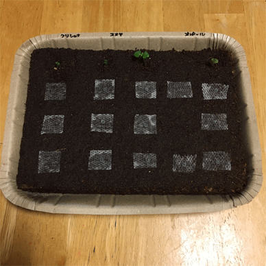 Holy Basil Tulsi Jan 7 2021 30 - Peat Ban the Coco Peat Substrate (Seedlings Day 30 Seeds Day 0)
