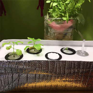 Holy Basil Tulsi Jan 7 2021 48 - New Hydroponic System for Krishna Tulsi (Krishna Day 101 Oya Day 12)