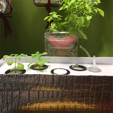 Holy Basil Tulsi Jan 8 2021 19 - New Hydroponic System for Krishna Tulsi (Krishna Day 102 Oya Day 13)