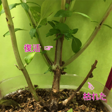 Holy Basil Tulsi Mar 17 2021 2 - Wintering Oya Tulsi 2gou