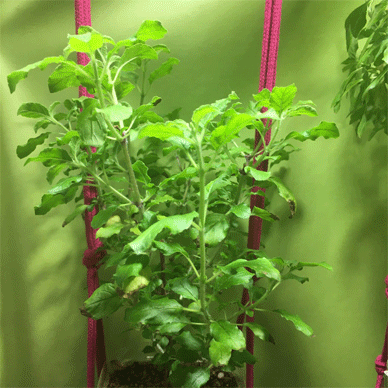 Holy Basil Tulsi Mar 19 2021 12 - Krishna Tulsi 2gou