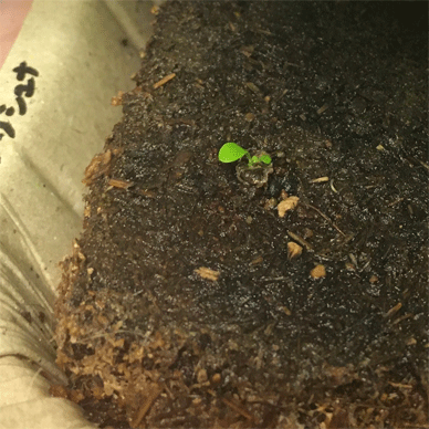 Holy Basil Tulsi Mar 19 2021 5 - Peat Ban the Coco Peat Substrate (Seedlings Day 101 Seeds Day 71)
