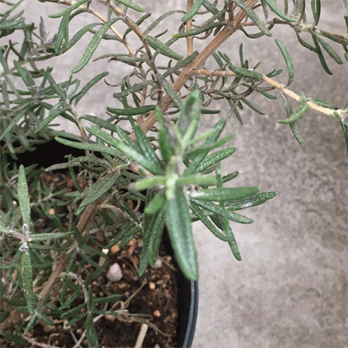 Rosemary ローズマリーのpowdery Mildew Treatment うどんこ病対策 色々試して10日でeliminated 完治したお話し Infinite Holy Basil Tulsi ホーリーバジル トゥルシー との日々