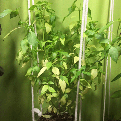 Holy Basil Tulsi Nov 10 2020 15 - Oya Tulsi 2gou Evening