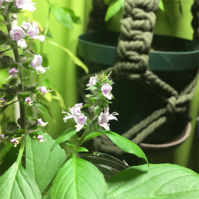 Holy Basil Tulsi Nov 10 2020 38 - Spikes of Outdoor Oya Tulsi Active Water Culture New Spikes