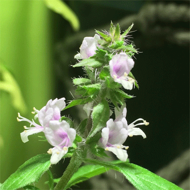 Holy Basil Tulsi Nov 10 2020 39 - Spikes of Outdoor Oya Tulsi Active Water Culture New Spikes