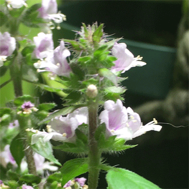Holy Basil Tulsi Nov 10 2020 40 - Spikes of Outdoor Oya Tulsi Active Water Culture New Spikes