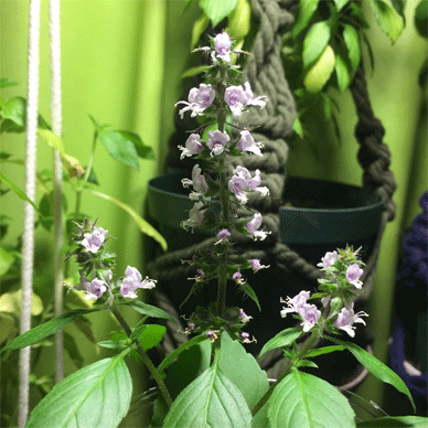 Holy Basil Tulsi Nov 10 2020 41 - Spikes of Outdoor Oya Tulsi Active Water Culture New Spikes