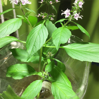 Holy Basil Tulsi Nov 10 2020 41 - Spikes of Outdoor Oya Tulsi Active Water Culture Younger Buds
