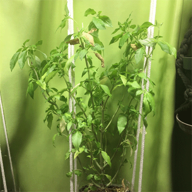 Holy Basil Tulsi Nov 13 2020 8 - Oya Tulsi 2gou Evening