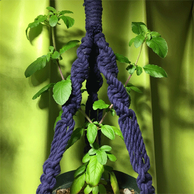 Holy Basil Tulsi Nov 15 2020 18 - Krishna Tulsi 1gou Evening