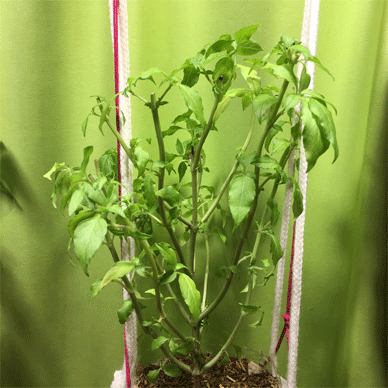 Holy Basil Tulsi Nov 16 2020 10 - Oya Tulsi 2gou Done Cutting Back Evening