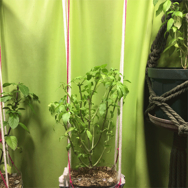 Holy Basil Tulsi Nov 17 2020 14 - Oya Tulsi 2gou Evening
