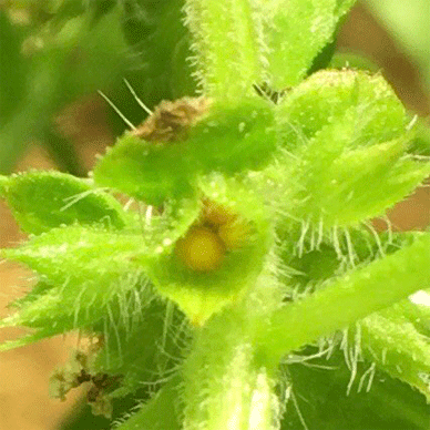 Holy Basil Tulsi Nov 17 2020 26 - Flower Buds of Oya Tulsi 2gou Water Cultured Dying with Hyponex Seeds