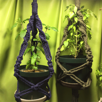 Holy Basil Tulsi Nov 18 2020 16 - Krishna Tulsi 1gou and Oya Tulsi 1gou