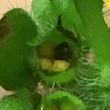 Holy Basil Tulsi Nov 18 2020 23 - Flower Buds of Oya Tulsi 2gou Water Cultured Dying with Hyponex Seeds
