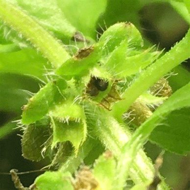 Holy Basil Tulsi Nov 19 2020 22 - Flower Buds of Oya Tulsi 2gou Water Cultured Dying with Hyponex Seeds