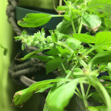 Holy Basil Tulsi Nov 19 2020 23 - Flower Buds of Oya Tulsi 2gou Water Cultured Dying with Hyponex Seeds