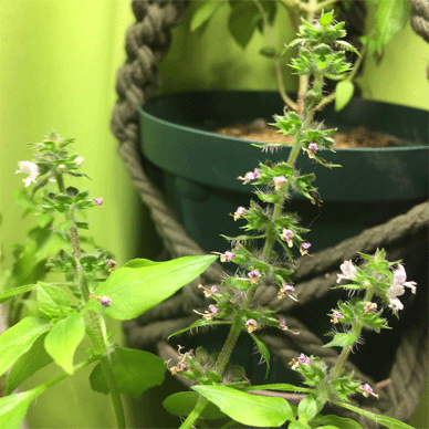 Holy Basil Tulsi Nov 19 2020 26 - Spikes of Outdoor Oya Tulsi in an Screen moved to indoor pot E