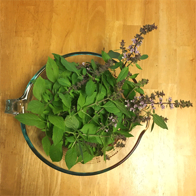 Holy Basil Tulsi Nov 20 2020 18 - Outdoor Oya Tulsi Harvest (without 3gou)