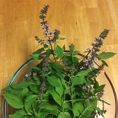 Holy Basil Tulsi Nov 20 2020 20 - Outdoor Oya Tulsi Harvest (without 3gou)