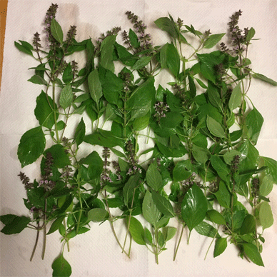 Holy Basil Tulsi Nov 20 2020 26 - Outdoor Oya Tulsi Harvest (without 3gou)