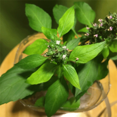 Holy Basil Tulsi Nov 21 2020 15 - Spikes of Outdoor Oya Tulsi in an Screen moved to indoor pot E