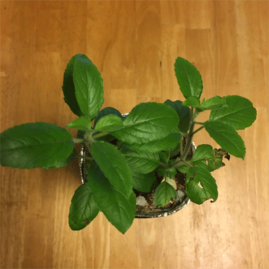 Holy Basil Tulsi Nov 21 2020 21 - The Last Krishna Tulsi 2020 Evening