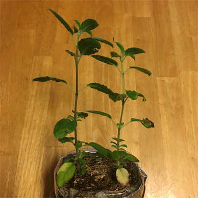Holy Basil Tulsi Nov 21 2020 22 - The Last Krishna Tulsi 2020 Evening