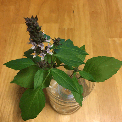 Holy Basil Tulsi Nov 2 2020 24 - Spikes of Outdoor Oya Tulsi in an Screen moved to indoor pot E