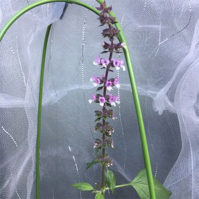 Holy Basil Tulsi Nov 22 2020 1 - Oya Tulsi with Insect Repellent Screen Morning