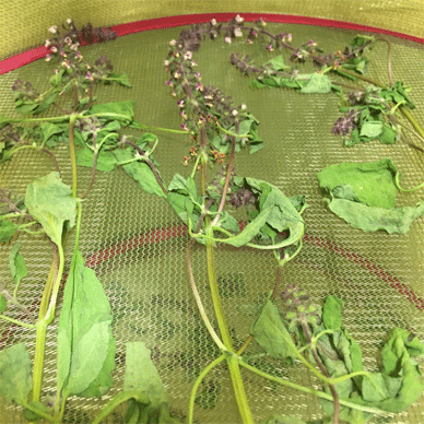 Holy Basil Tulsi Nov 22 2020 12 - Drying Harvest of Outdoor Oya Tulsi (Day 3)