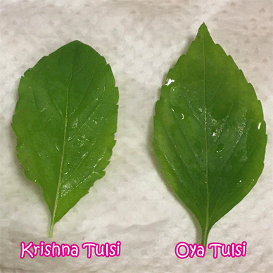 Holy Basil Tulsi Nov 22 2020 8 - Outdoor Krishna Tuls and Oya Tulsi The Last Harvest