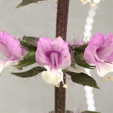 Holy Basil Tulsi Nov 23 2020 6 - Oya Tulsi with Insect Repellent Screen Morning