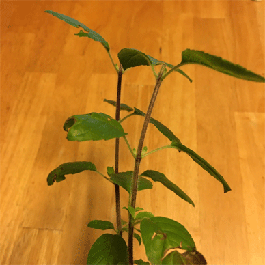 Holy Basil Tulsi Nov 24 2020 26 - Purple of Krishna Tulsi needs Sunlight as well